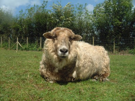 sheep47